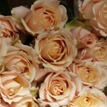 Sahara Sensation Roses Branchues d'Equateur Ethiflora